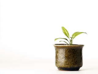Potted green plant in glossy brown ceramic pot on white background
