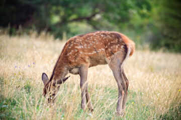 Red young deer in the meadow