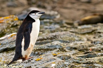The Bold Line: Life of the Chinstrap Penguin in Antarctica