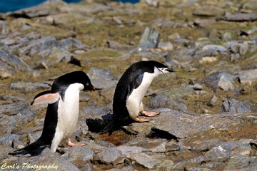 Obraz premium The Bold Line: Life of the Chinstrap Penguin in Antarctica