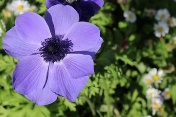 Obraz premium purple flower in the garden