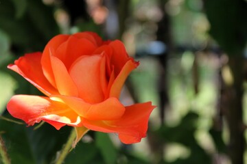 orange rose