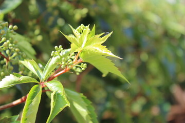  green leaves