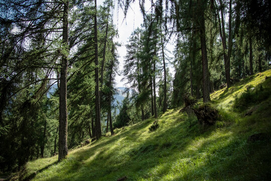Natural outdoor scenery with pine trees
