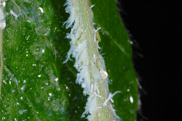 Buchenblattlaus, Phyllaphis fagi