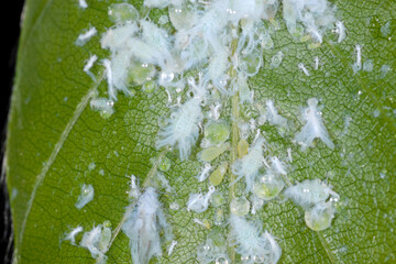 Buchenblattlaus, Phyllaphis fagi