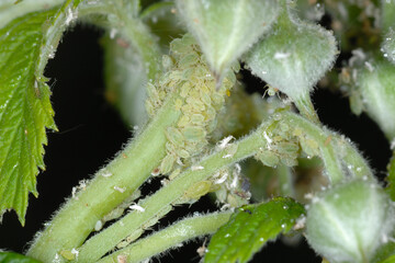 Kleine Himbeerlaus; Aphis idaei