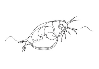 Fototapeta premium Elegant Daphnia Magna, A Delicate Water Flea in Continuous Line