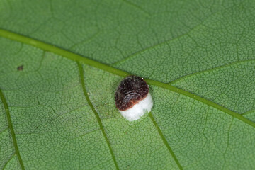 Hortensien-Wollschildlaus, Pulvinaria hydrangeae
