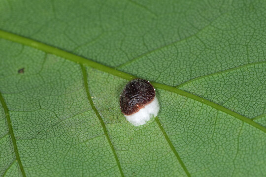 Hortensien-Wollschildlaus, Pulvinaria hydrangeae