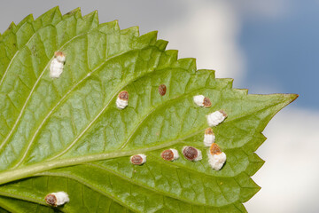 Hortensien-Wollschildlaus, Pulvinaria hydrangeae