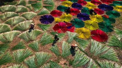 Drying sedge in the sedge growing area, raw material for weaving mats, the sedge has been dyed with...