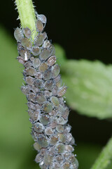 Schwarze Holunderblattlaus, Aphis sambuci