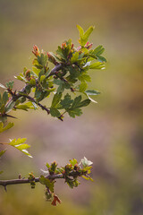 Field plants on a sunny day in June. Blurred background, close-up.
