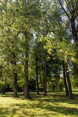 grass and beautiful trees with green foliage in the summer, bright sunlight in a park with deciduous trees