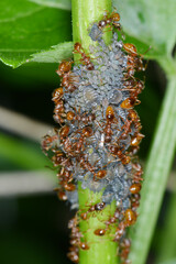Schwarze Holunderblattlaus, Aphis sambuci