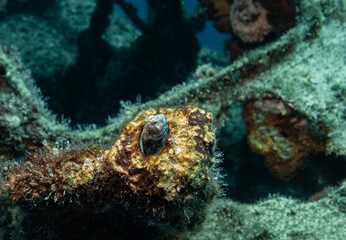 Blenny in  a hole on the Wreck of HMAS Swan, Dunsborough, Western Australia, Australia