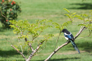 Magpie on a tree branch. Beautiful bird in nature. Wild birds in the wild. Portrait of birds