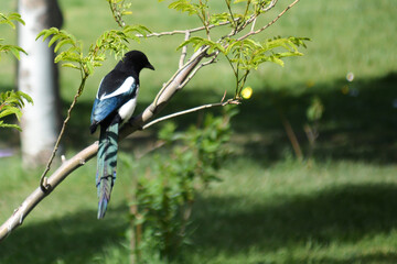 Magpie on a tree branch. Beautiful bird in nature. Wild birds in the wild. Portrait of birds