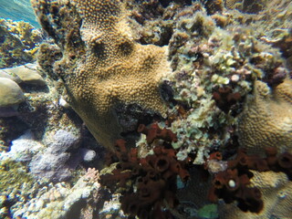 underwater look at coral reef egypt 