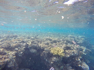 underwater look at coral reef egypt 