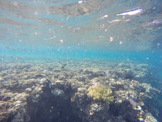 underwater look at coral reef egypt 