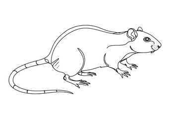 Elegant portrayal of a Malagasy giant jumping rat in simple onel