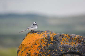 Beautiful bird on a rock. Birds in the wild. Portrait of a bird in nature. Little bird