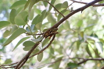 Close-up of Grasshopper perched in a tree.