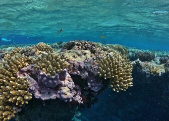 Acropora is a genus of small polyp stony corals found in shallow reefs and tropical seas. Known for their branching structures, they are essential reef builders and highly sensitive to environmental c