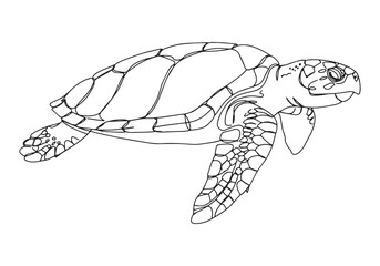 Hawksbill Sea Turtle continuous line drawing, monochrome outline