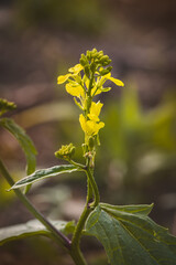 Field plants on a sunny day in June. Blurred background, close-up.