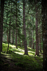 Mountain forest in the morning light