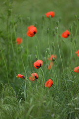 Small wild red poppies in green grass on the wild field 