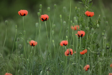 Small wild red poppies in green grass on the wild field 