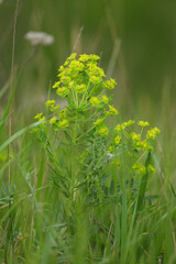 Small green wild flowers of euphorbia in the grass