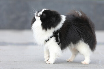 Cute spitz dog walking outdoor