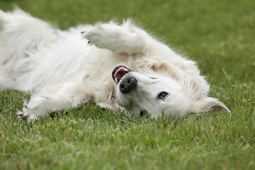 Golden retriever dog laying on the grass outdoor