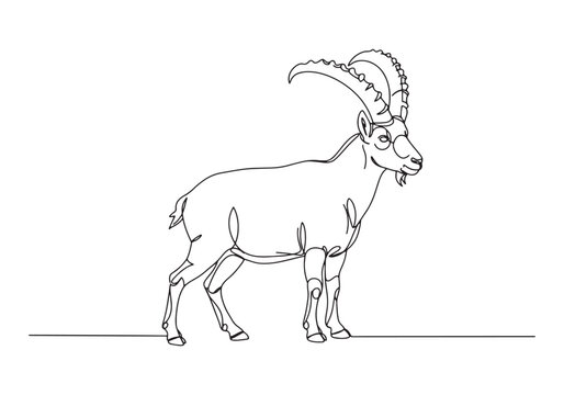 Elegant Pyrenean Ibex in Continuous Line Art Black and White Dra
