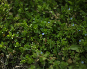 Small blue flowers of veronica persica in the grass 
