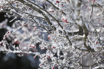 Frosted berries on the branch in winter garden