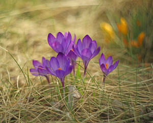 Small violet flowers of crocus in the green grass