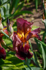 Burgundy iris flower bloomed in the garden. Macro photo of the flower