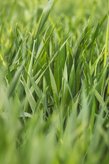 Field plants on a sunny day in June. Blurred background, close-up.