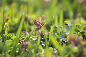 Small violet flowers of corydalis in the green grass