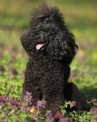 Cute black poodle sitting on the grass outdoor