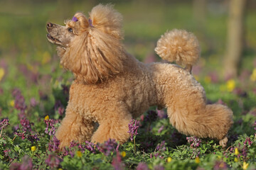 Cute red toy poodle walking on the grass outdoor