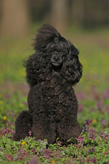 Cute black poodle sitting on the grass outdoor