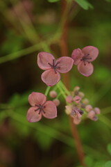 Branch with purple akebia flowers in the garden