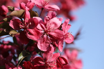 Pink spring blossom. Branch of apple tree with pink flowers